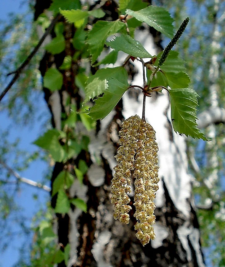Берёза повислая