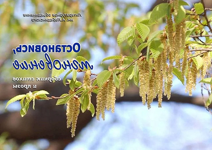 Береза Шмидта Betula schmidtii