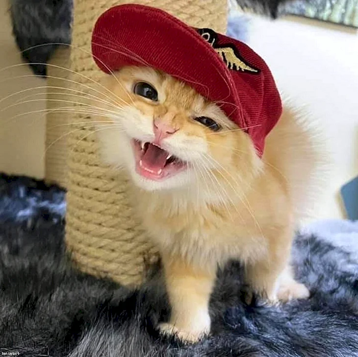 Коты в кепках