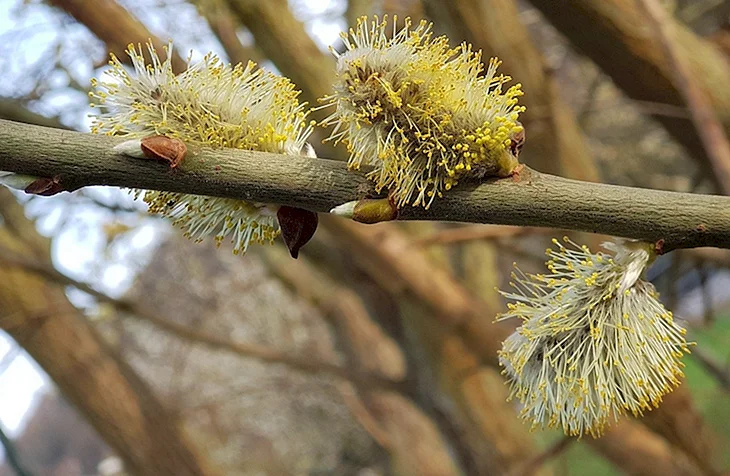 Willow catkins