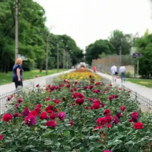 Аллея роз Энергодар