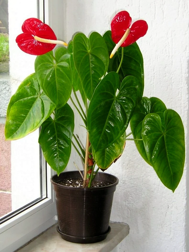 Антуриум цветок. Anthurium andreanum. Антуриум pentaphyllum. Комнатные цветы Антуриум.