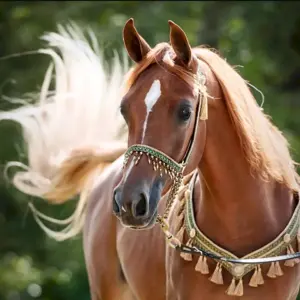Арабская лошадь Соловая