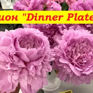 Dinner Plate пион