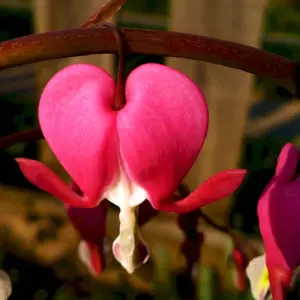 Дицентра Dicentra Love Hearts i