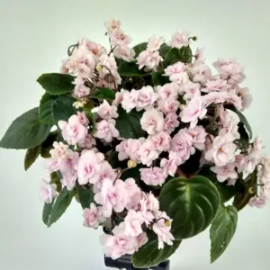 Фиалка Робс Ванилла