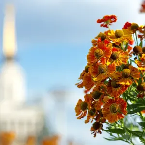 Гайлардия и гелениум