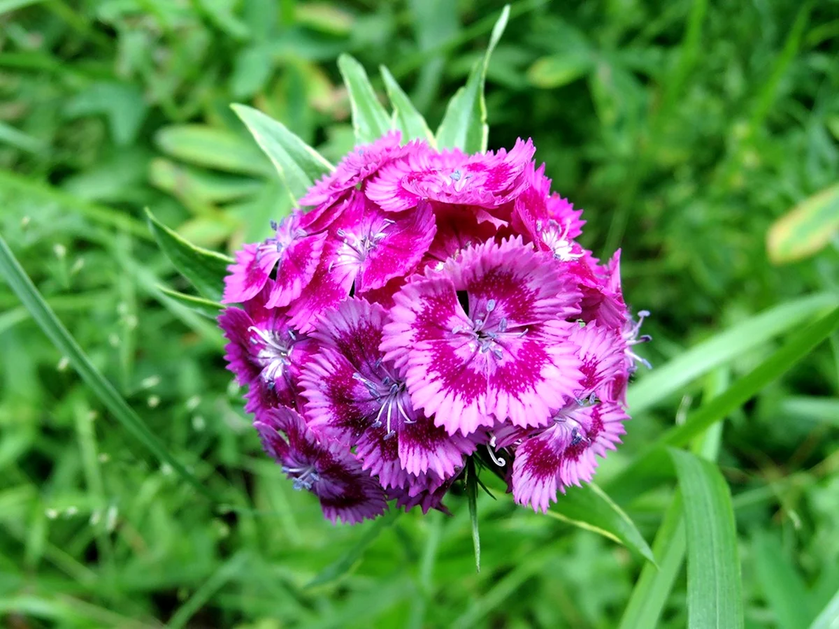 Листья турецкой гвоздики. Гвоздика бородатая - Dianthus barbatus. Гвоздика бородатая турецкая. Диантус, гвоздика (турецкая). Садовая гвоздика (Dianthus caryophyllus).