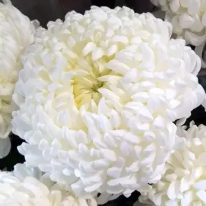 Хризантема Кеннеди белая