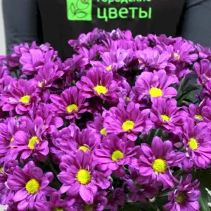 Хризантема кустовая Мемфис Пинк