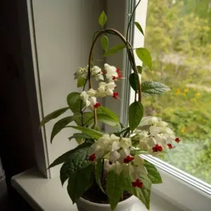 Клеродендрум