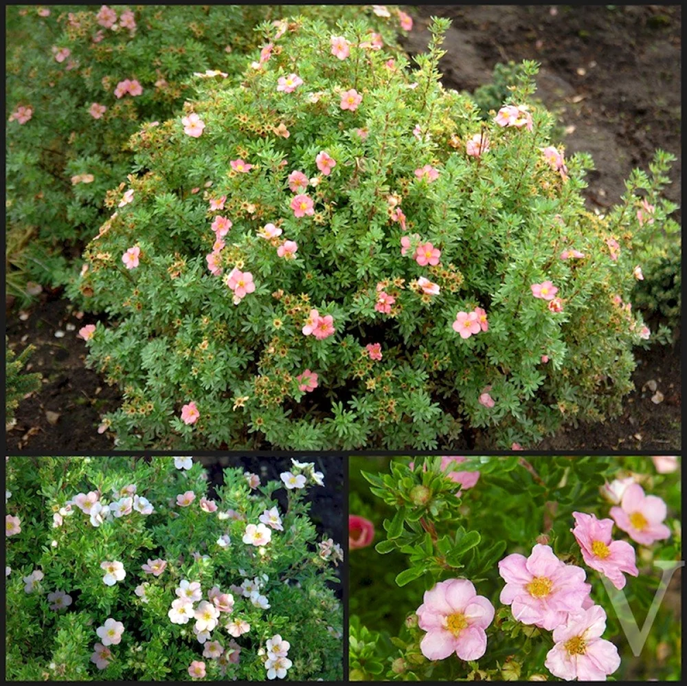 Лапчатка кустарниковая Пинк Квин. Лапчатка кустарниковая Lovely Pink. Лапчатка кустарниковая розовая "Пинк Квин".