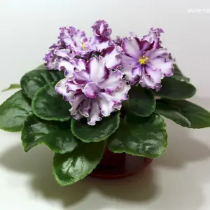 Ленинградское мороженое фиалка Химера