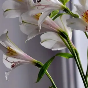 Лилия и альстромерия