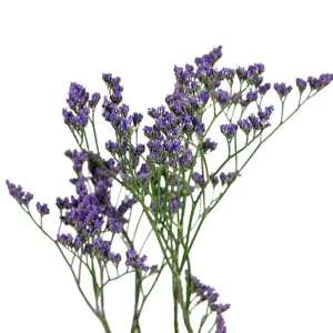 Лимониум Maine Blue