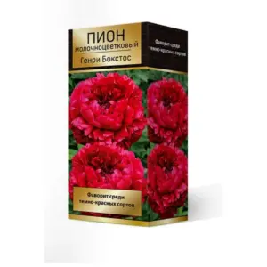 Пион Генри Бокстос