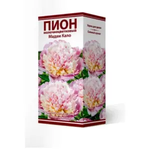 Пион молочноцветковый мадам Кало