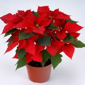 Пуансеттия Euphorbia pulcherrima