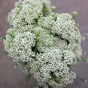 Райс озотамнус