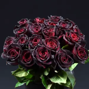 Роза Black-Baccara