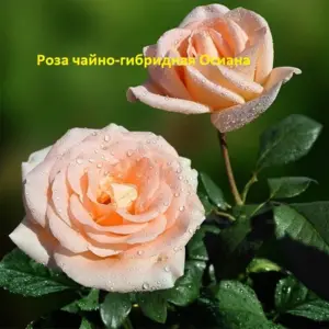 Роза чайно-гибридная Осиана