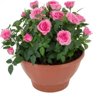 Роза Кордана Rosa Kordana