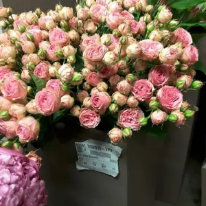 Роза кустовая сенсейшен