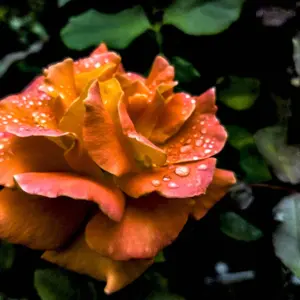 Роза Orange Queen