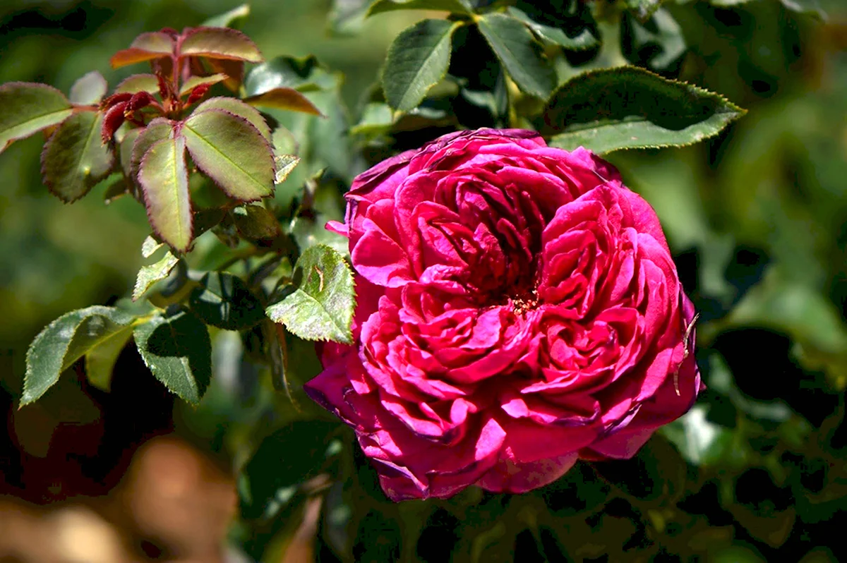 Rosa william shakespeare