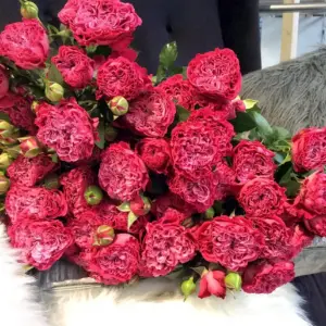 Роза Роял Мэджик