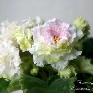 Сенполия ЛФ яблочный зефир