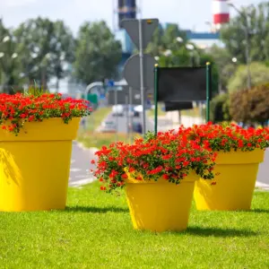 Уличные цветы