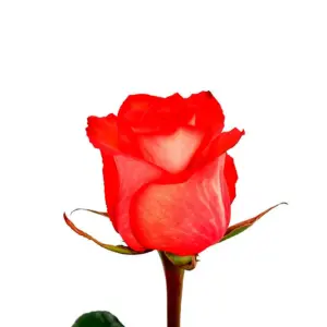 Альтамира роза Эквадор