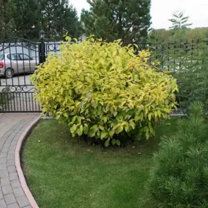 Дерен Ауреа