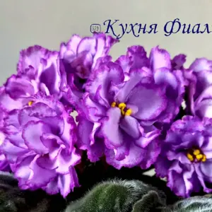 Фиалка АВ Лавандовые розы