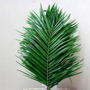 Листья финик робелини