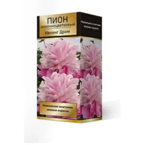 Пион Ивнинг Стар