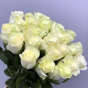 Роза Мондиаль