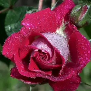 Роза Нексус