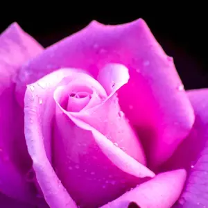 Розы темно розового цвета